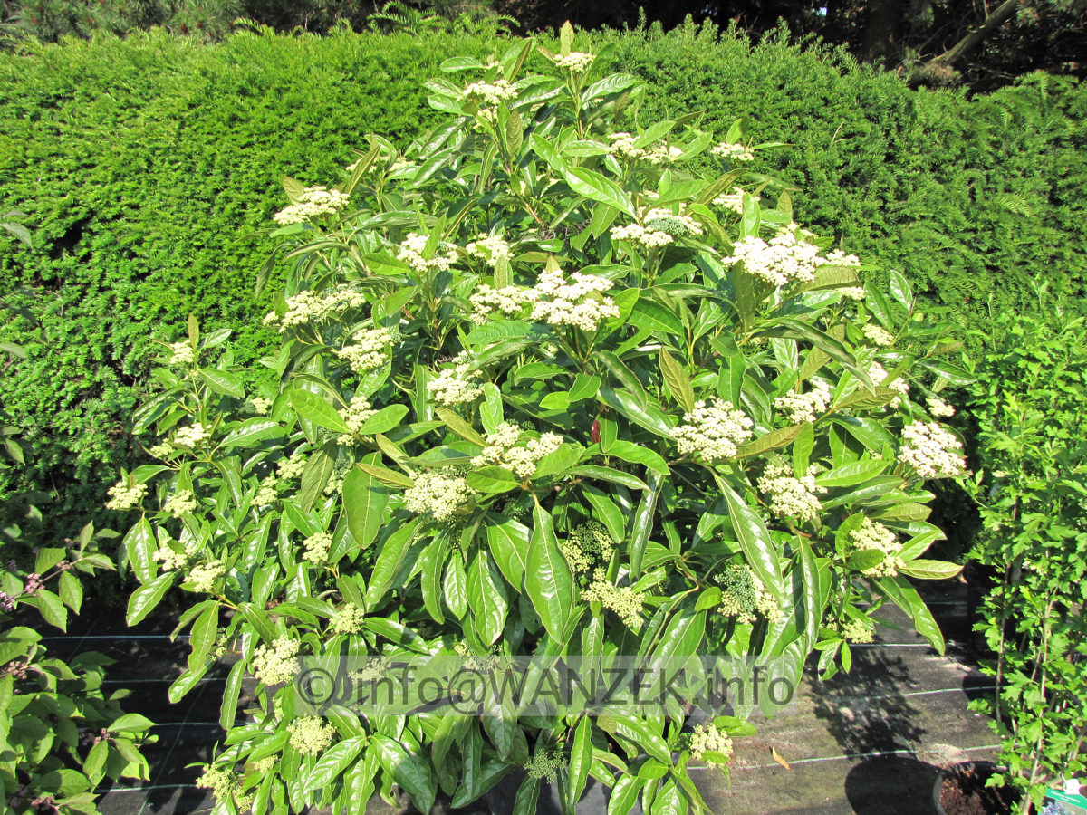 Viburnum nudum Pink Beauty 02.JPG